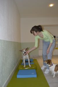 Hundephysio Eich - Bewegungstherapie Hundephysiotherapie