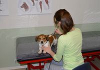 Hundephysio Eich - Laserbehandlung Hundephysiotherapie